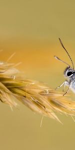 Grass,Macro,Color,Wings,Butterfly