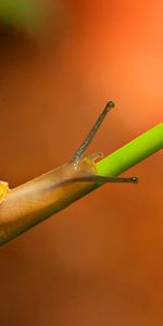 Grass,Macro,Crawl,Snail,Background