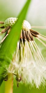 Grass,Macro,Dandelion,Plant,Fuzz,Fluff