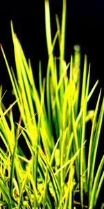 Herbe,Contraste,Macro,Sombre,Contexte