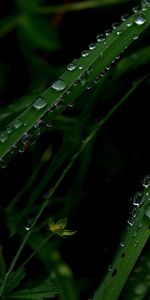 Herbe,Drops,Macro,Sombre