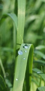 Grass,Macro,Dew