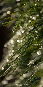 Grass,Macro,Dew,Bokeh,Boquet,Glare