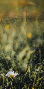 Grass,Macro,Dew,Chamomile,Web,Drops,Camomile