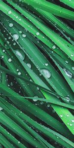 Grass,Macro,Dew,Drops