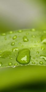 Grass,Macro,Dew,Drops