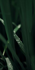 Grass,Macro,Dew,Drops