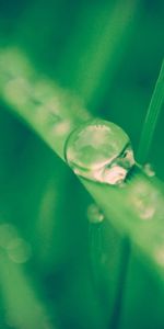 Drops,Macro,Herbe,Rosée