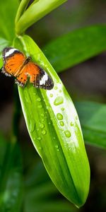 Grass,Macro,Dew,Drops,Butterfly