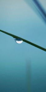 Herbe,Drops,Brouillard,Macro,Rosée