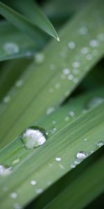 Grass,Macro,Dew,Drops,Plant