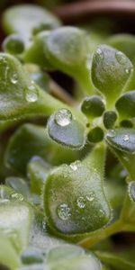 Grass,Macro,Dew,Drops,Plant