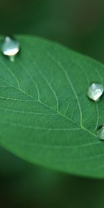 Grass,Macro,Dew,Drops,Sheet,Leaf