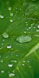 Hierba,Drops,Macro,Hoja,Rocío,Planta,Sábana