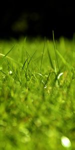 Grass,Macro,Dew,Drops,Surface