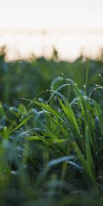 Grass,Macro,Dew,Drops,Wet