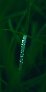 Herbe,Mouiller,Mouillé,Rosée,Drops,Macro