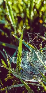 Grass,Macro,Dew,Early Morning,Web,Drops,Wet