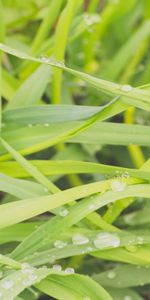 Grass,Macro,Dew,Humid,Drops,Wet