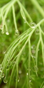 Grass,Macro,Dew,Humid,Drops,Wet