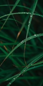 Hierba,Drops,Macro,Rocío,Planta