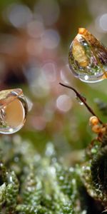 Grass,Macro,Dew,Web,Drops