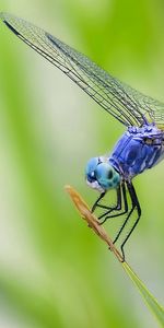 Grass,Macro,Dragonfly,Plant