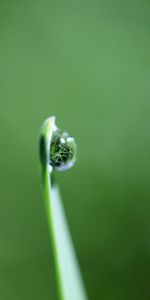 Herbe,Goutte,Rosée,Une Goutte,Macro