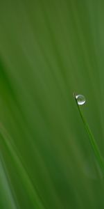 Macro,Soltar,Una Gota,Hierba,Planta