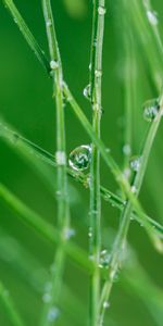 Grass,Macro,Drops