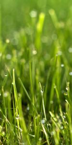 Herbe,Drops,Plante,Planter,Macro