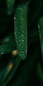 Herbe,Mouiller,Drops,Macro,Mouillé