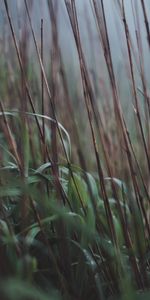 Grass,Macro,Dry,Dew,Cane,Stems,Reed