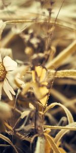 Hierba,Flor,Macro,Seco