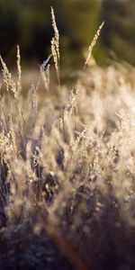 Grass,Macro,Dry,Glade,Polyana,Beige