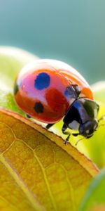 Grass,Macro,Dry,Ladybird,Ladybug,Leaves