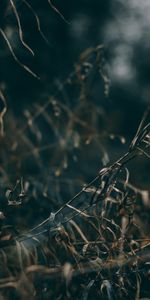 Grass,Macro,Dry,Plants