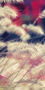 Grass,Macro,Dry,Wind