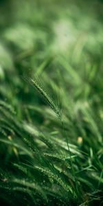 Macro,Herbe,Oreille