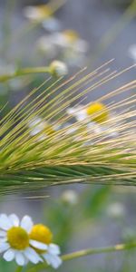 Herbe,Camomille,Macro,Domaine,Champ,Oreille