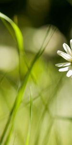 Grass,Macro,Field,Chamomile,Small Flower,Camomile