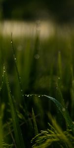 Domaine,Champ,Herbe,Drops,Macro