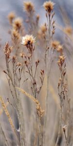 Grass,Macro,Field,Plant