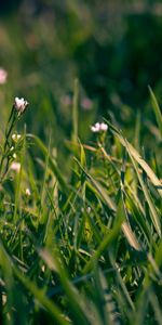 Grass,Macro,Field,Shallow,Small,Flowers