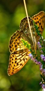 Grass,Macro,Flight,Plant,Butterfly