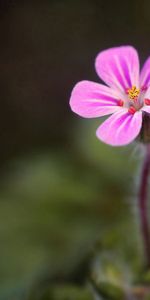 Grass,Macro,Flower,Bright,Background