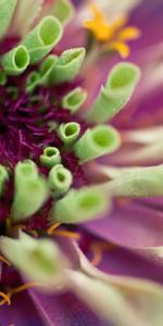 Herbe,Planter,Macro,Fleur,Plante