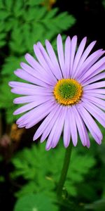 Herbe,Planter,Macro,Lilas,Plante,Fleur