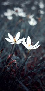 Herbe,Fleurs,Macro,Floraison,Plantes