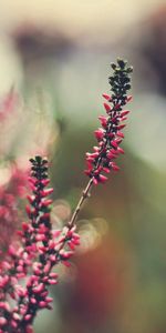 Grass,Macro,Flowers,Glare,Colorful,Colourful